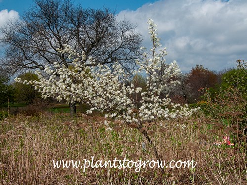 Allegheny Serviceberry (Amelanchier laevis)